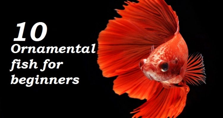 10-ornamental-fish-for-beginners